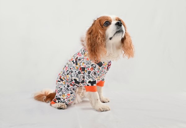 画像1:  【注文受付中】  3月新作 【キャバスーツ LIMITED】PAW PAW SUMMIT（パウパウサミット） (1)