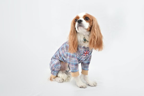 画像1:  【注文受付中】  3月新作 【キャバスーツ LIMITED】SHINE BLUE（シャインブルー） (1)