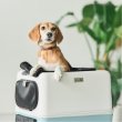 画像6:  【NEW】 PETiCOのペットキャリー「ico PLUS」 (6)