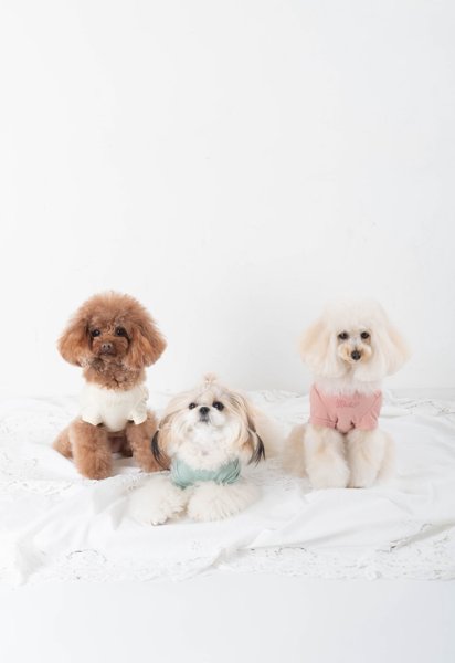 画像8: 【Riche】クラッシースタイルTシャツ (8)