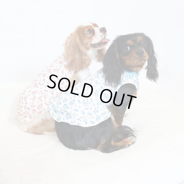 画像6:  9月新作 【キャバスーツ ワンピ】Garden on the Hill ( SKY BLUE ) (6)