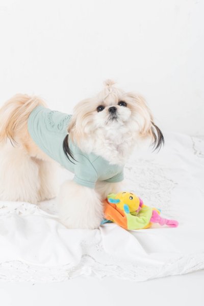 画像7: 【Riche】クラッシースタイルTシャツ (7)