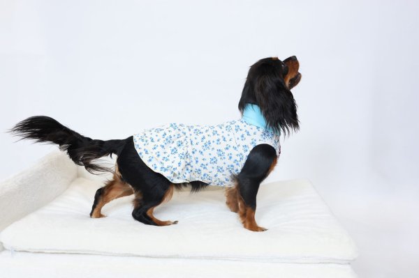 画像10:  9月新作 【キャバスーツ ワンピ】Garden on the Hill ( CORAL ) (10)