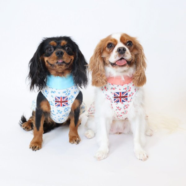 画像4:  9月新作 【キャバスーツ ワンピ】Garden on the Hill ( CORAL ) (4)