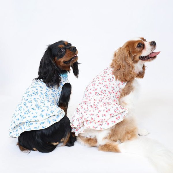 画像5:  9月新作 【キャバスーツ ワンピ】Garden on the Hill ( CORAL ) (5)