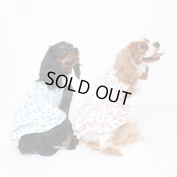 画像5:  9月新作 【キャバスーツ ワンピ】Garden on the Hill ( SKY BLUE ) (5)