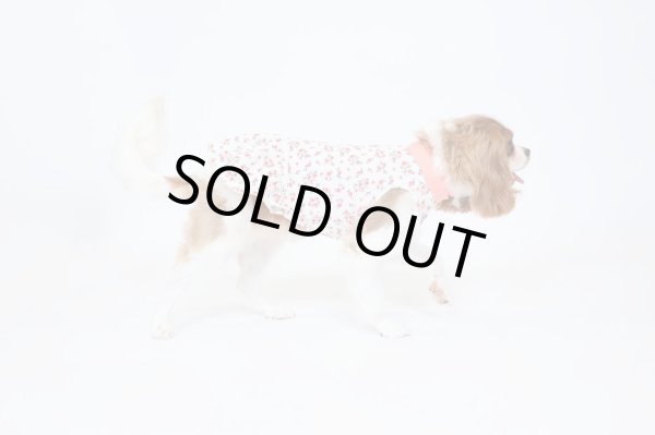 画像8:  9月新作 【キャバスーツ ワンピ】Garden on the Hill ( CORAL ) (8)