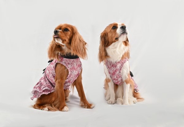 画像1: 【Jennifer & Colour】リボンドレス・PINK FAKE (1)