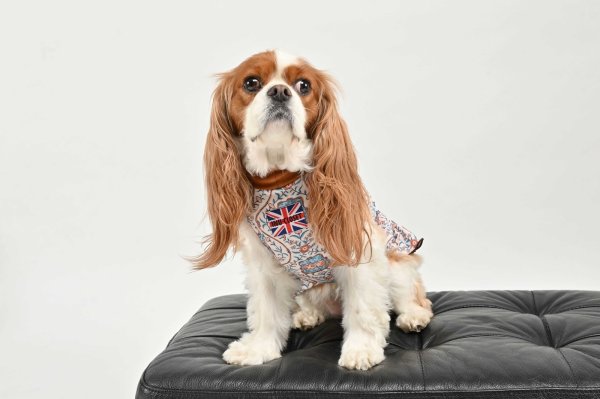 画像4:  【注文受付中】  1月新作 【キャバスーツ ワンピ】LEGEND CAVALIER (4)