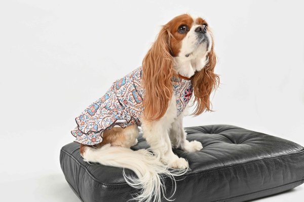 画像3:  【注文受付中】  1月新作 【キャバスーツ ワンピ】LEGEND CAVALIER (3)