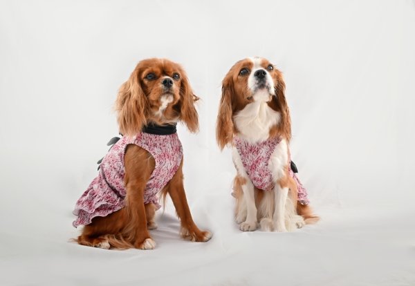 画像4: 【Jennifer & Colour】リボンドレス・PINK FAKE (4)