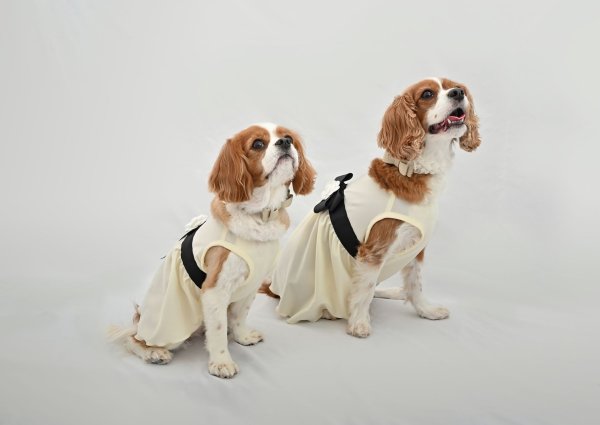 画像3:  【注文受付中】  3月新作 【Jennifer & Colour】Switch Dress：J'sカメリヤ (3)