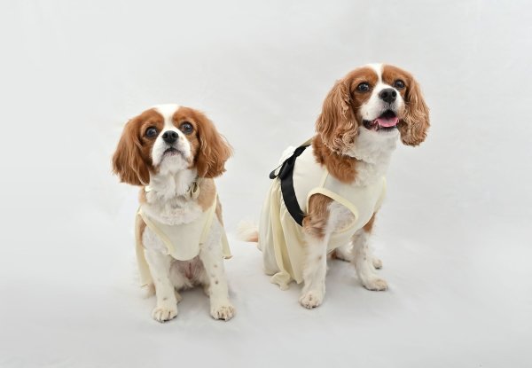 画像1:  【注文受付中】  3月新作 【Jennifer & Colour】Switch Dress：J'sカメリヤ (1)