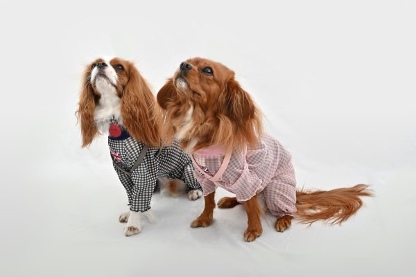 画像5:  【注文受付中】  3月新作 【キャバスーツ LIMITED】Airy SMOCK：ギンガムブラウスPINK (5)