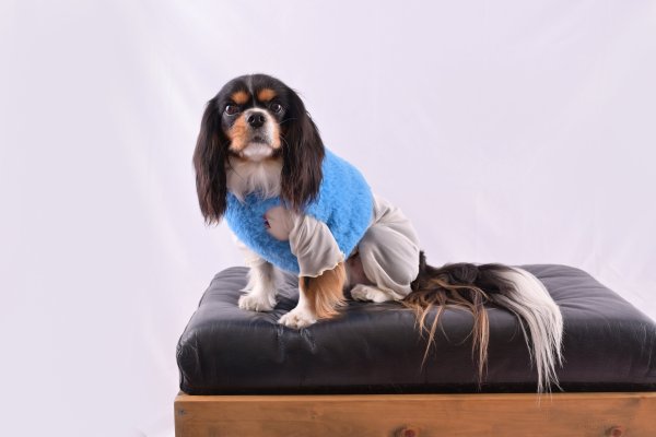 画像4:  2月新作 【キャバスーツ LIMITED】Airy SMOCK：WHITE (4)