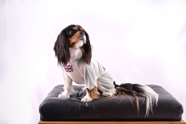 画像3:  2月新作 【キャバスーツ LIMITED】Airy SMOCK：WHITE (3)