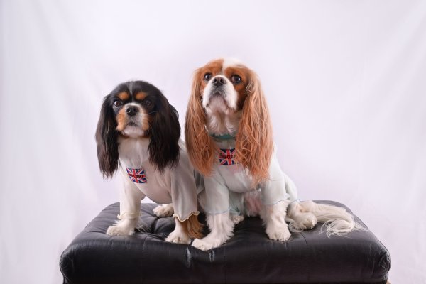 画像8:  2月新作 【キャバスーツ LIMITED】Airy SMOCK：MINT (8)