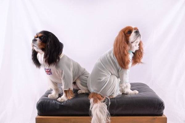 画像7:  2月新作 【キャバスーツ LIMITED】Airy SMOCK：MINT (7)