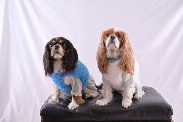 画像7:  2月新作 【キャバスーツ LIMITED】Airy SMOCK：WHITE (7)