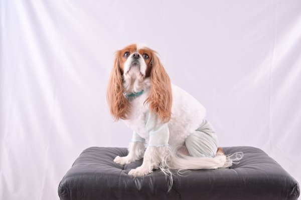 画像6:  2月新作 【キャバスーツ LIMITED】Airy SMOCK：MINT (6)