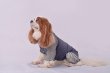画像1:  【注文受付中】  5月新作 【キャバスーツ LIMITED】DENIM RAGLAN (1)