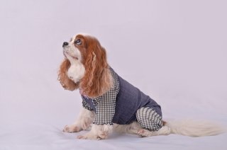 Cavasuits（キャバスーツ） - INU－CLOSET