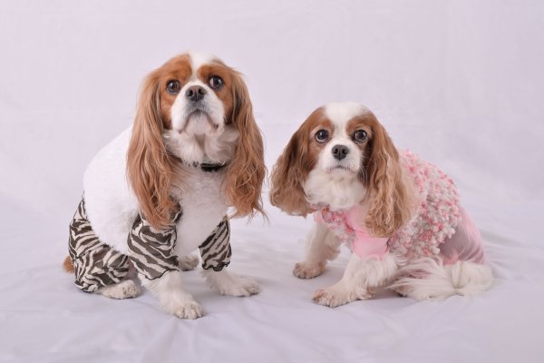 画像7:  2月新作 【キャバスーツ LIMITED】Airy SMOCK：PINK (7)