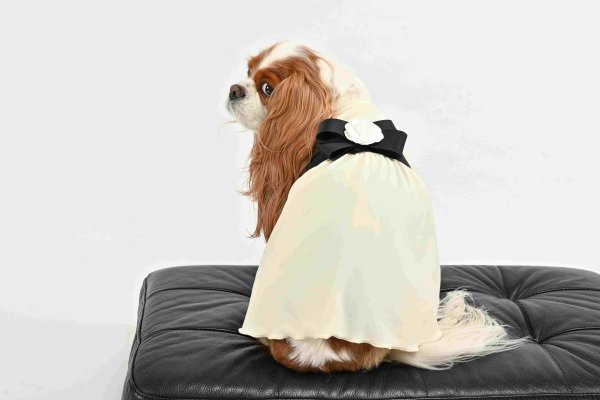 画像5:  【注文受付中】  3月新作 【Jennifer & Colour】Switch Dress：J'sカメリヤ (5)