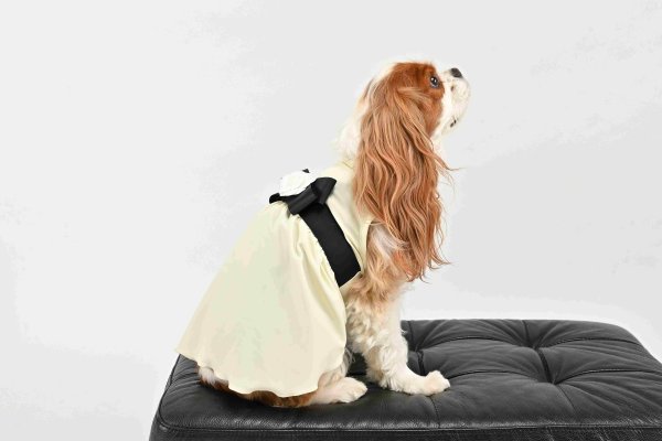 画像4:  【注文受付中】  3月新作 【Jennifer & Colour】Switch Dress：J'sカメリヤ (4)