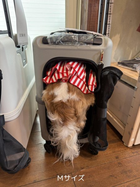 画像12:  【期間限定キャバヒルステッカー付】 PETiCOのペットキャリー「ico」 (12)