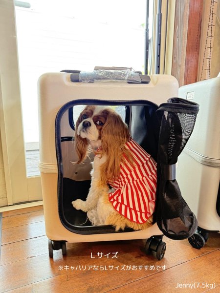 画像10:  【期間限定キャバヒルステッカー付】 PETiCOのペットキャリー「ico」 (10)