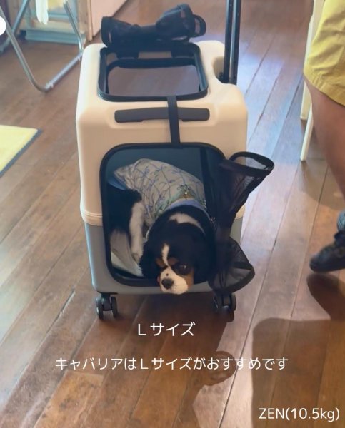 画像9:  【期間限定キャバヒルステッカー付】 PETiCOのペットキャリー「ico」 (9)