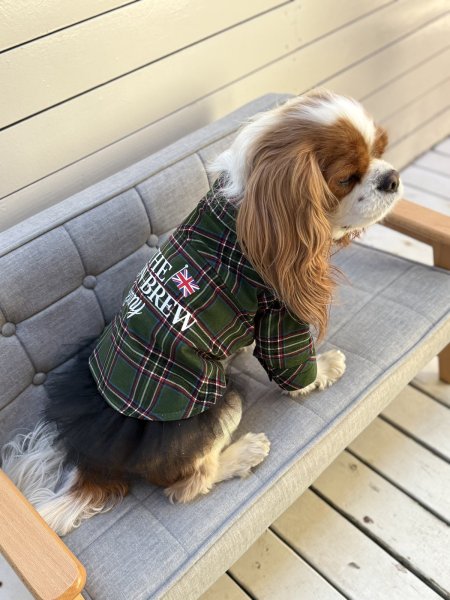 画像8:  【オリジナルネーム入り】 UNION BREW バリスタシャツ：コーデュロイ GREEN TARTAN (8)