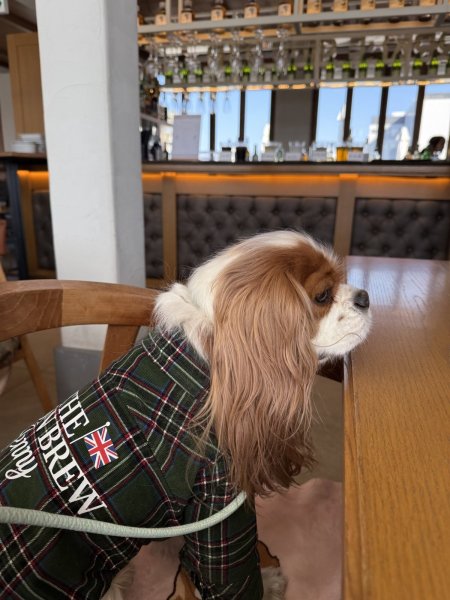 画像6:  【オリジナルネーム入り】 UNION BREW バリスタシャツ：コーデュロイ GREEN TARTAN (6)