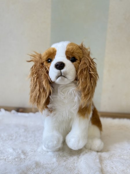 画像1: 【ぬいぐるみ】おすわりDOGキャバリア (1)