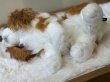 画像3: 【ぬいぐるみ】おすわりDOGキャバリア (3)