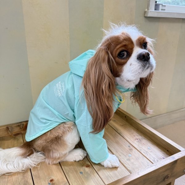 画像2: MB WINDBREAKER (2)