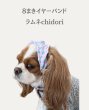 画像1: ８まきイヤーバンド【ラムネchidori】 (1)