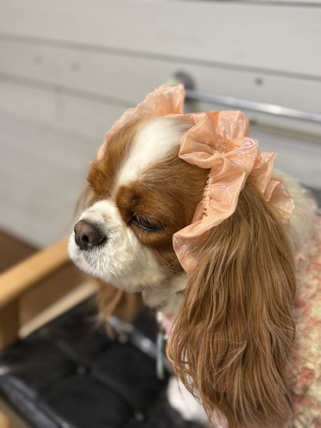 画像3: ヘアータイ【コーラルピンク】 (3)