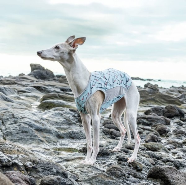 画像16:  【アルファアイコン】 サマークーリングタンクトップ(2026年モデル) (16)