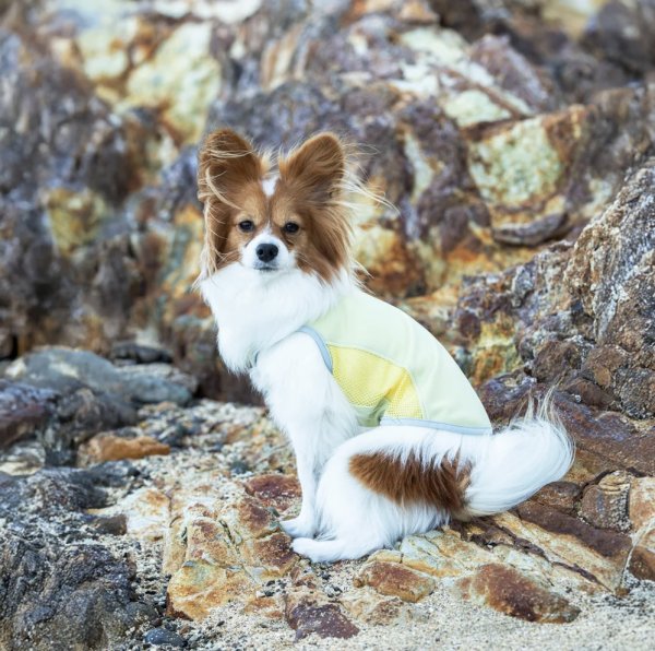 画像10:  【アルファアイコン】 サマークーリングタンクトップ(2026年モデル) (10)