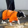 画像25: RAIN SUIT (25)