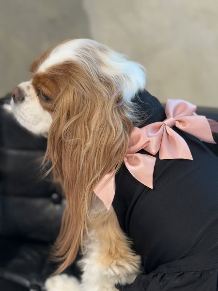 画像11: 【Jennifer & Colour】リボンドレス・ジャガー (11)