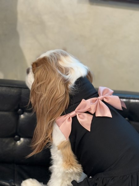 画像12: 【Jennifer & Colour】リボンドレス・ジャガー (12)