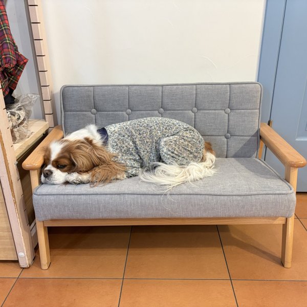画像5: Dog Chair (5)
