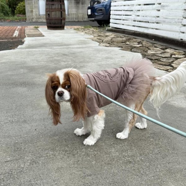 画像4: 【Riche】クラッシースタイルTシャツ (4)