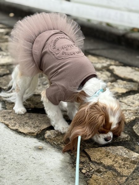 画像5: 【Riche】クラッシースタイルTシャツ (5)