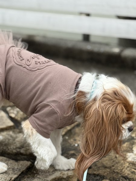 画像6: 【Riche】クラッシースタイルTシャツ (6)