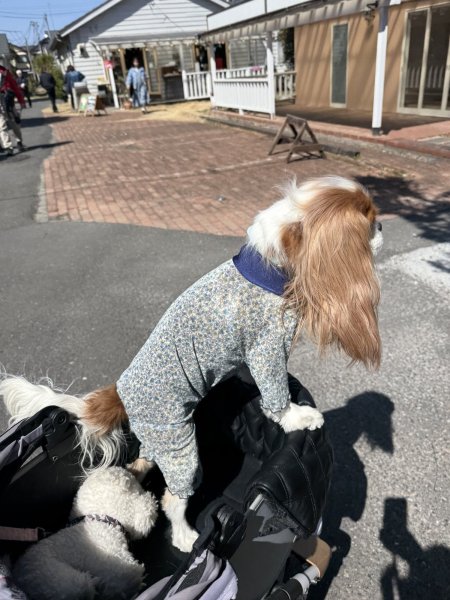 画像2:  3月新作 【キャバスーツ LIMITED】Airy SMOCK：HANA NAVY (2)