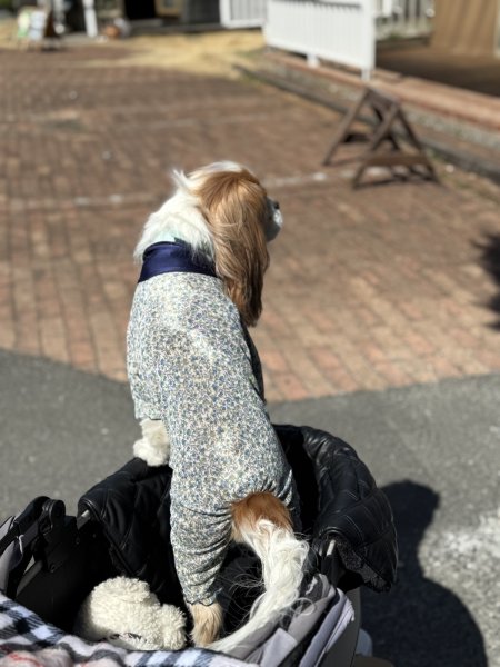 画像4:  3月新作 【キャバスーツ LIMITED】Airy SMOCK：HANA NAVY (4)